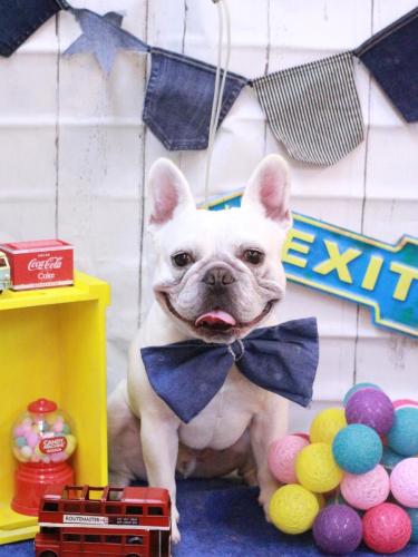 20230411ブーくん